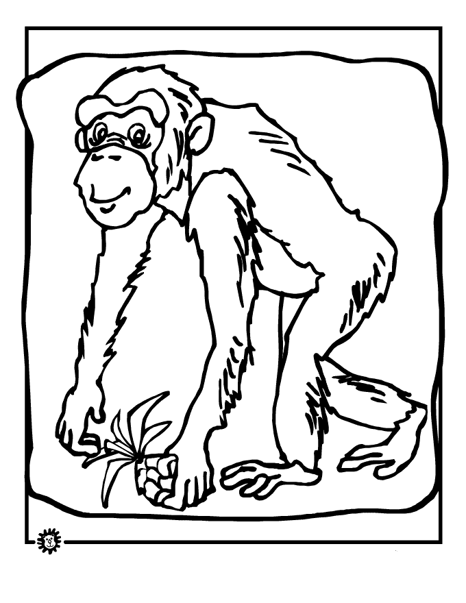 ぬりえページ: チンパンジー (動物) #2798 - 無料の印刷可能なぬりえページ