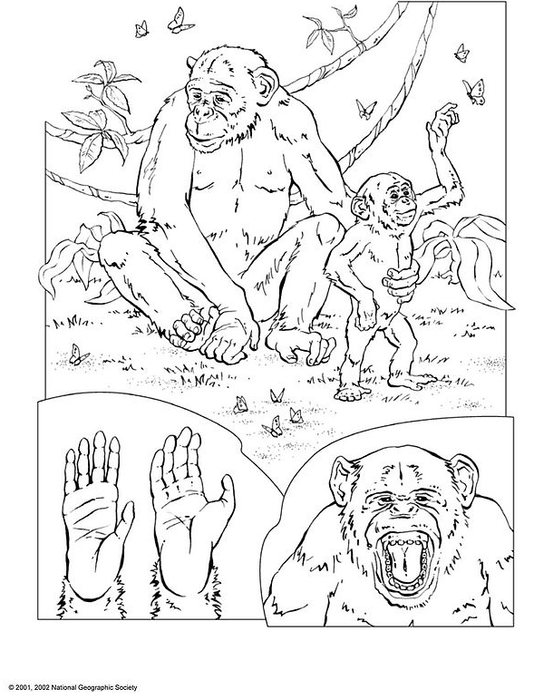ぬりえページ: チンパンジー (動物) #2832 - 無料の印刷可能なぬりえページ