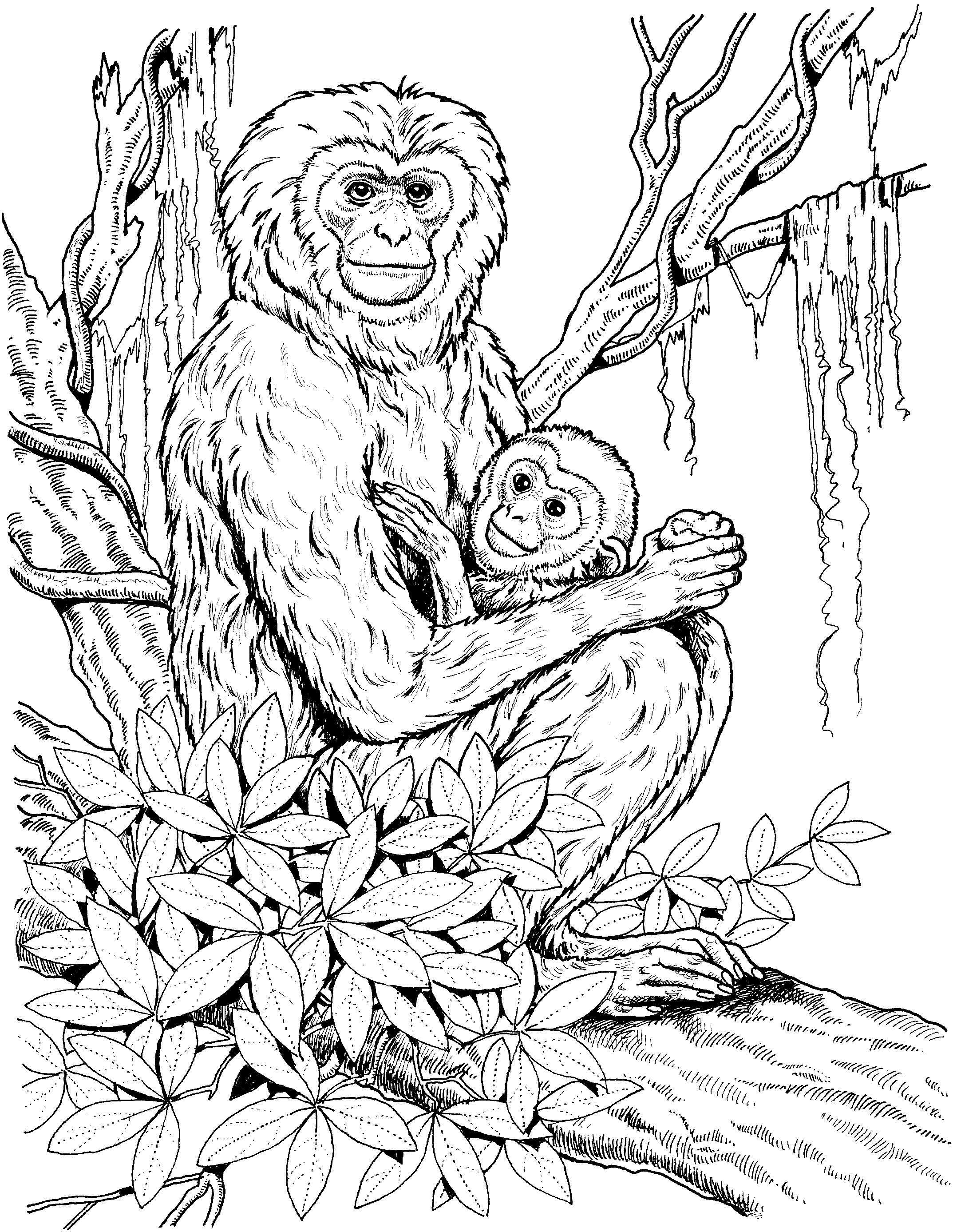 ぬりえページ: チンパンジー (動物) #2833 - 無料の印刷可能なぬりえページ