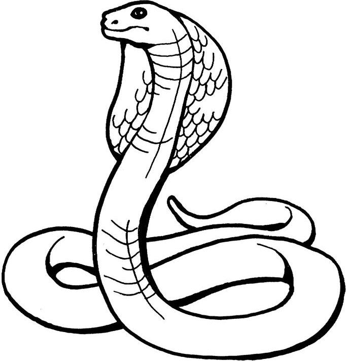 ぬりえページ: コブラ (動物) #3223 - 無料の印刷可能なぬりえページ