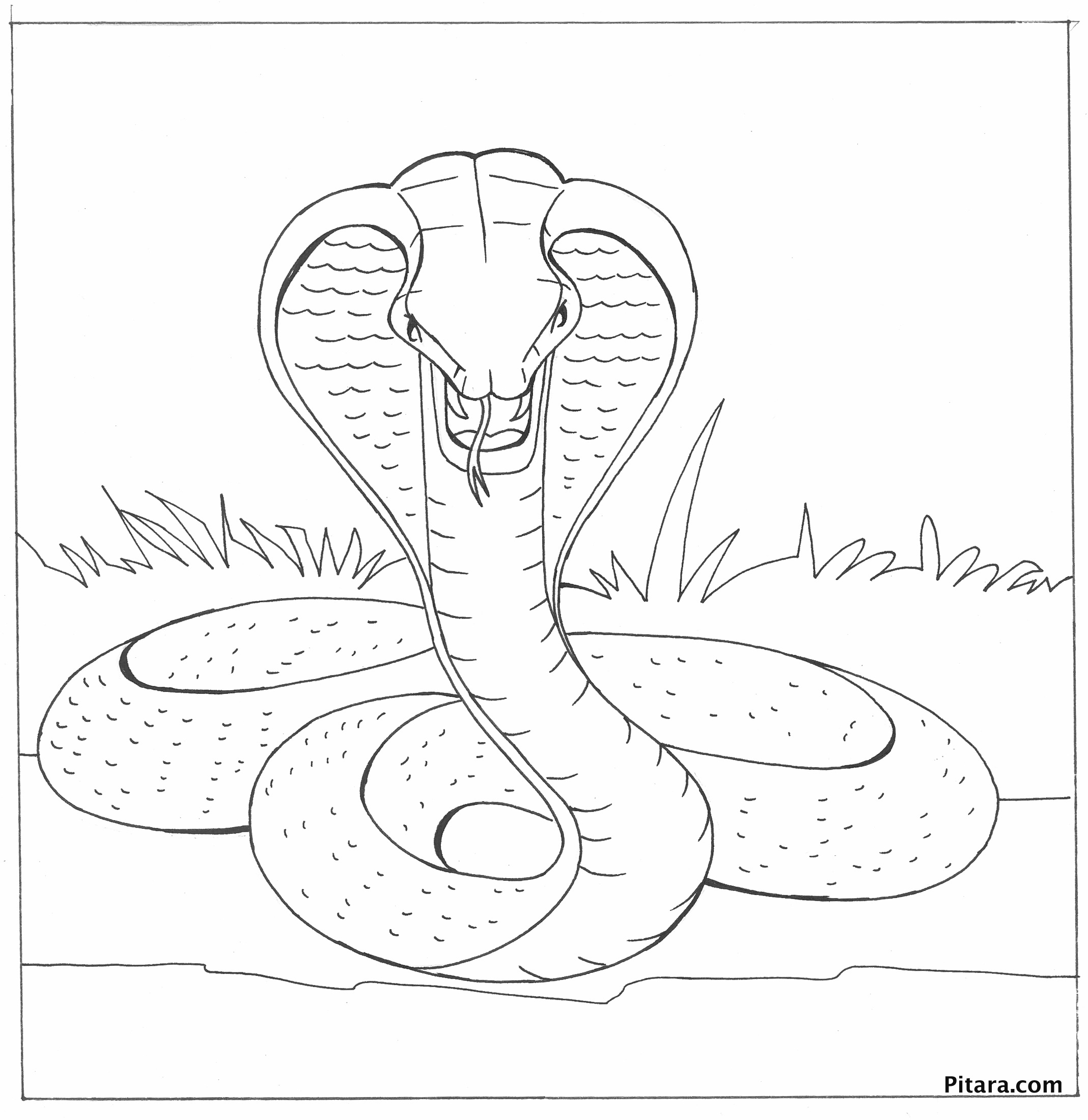 ぬりえページ: コブラ (動物) #3247 - 無料の印刷可能なぬりえページ
