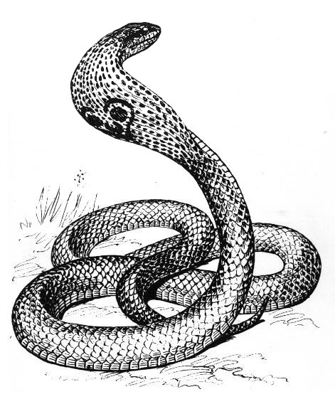 ぬりえページ: コブラ (動物) #3301 - 無料の印刷可能なぬりえページ