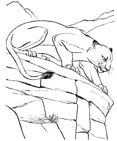 ぬりえページ: クーガー (動物) #4383 - 無料の印刷可能なぬりえページ