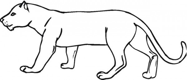 ぬりえページ: クーガー (動物) #4404 - 無料の印刷可能なぬりえページ