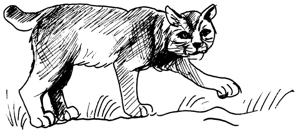 ぬりえページ: クーガー (動物) #4421 - 無料の印刷可能なぬりえページ