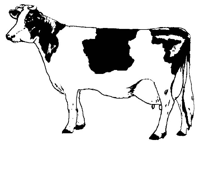 ぬりえページ: 牛 (動物) #13196 - 無料の印刷可能なぬりえページ