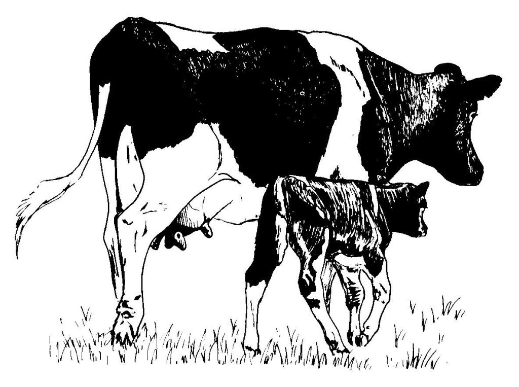 ぬりえページ: 牛 (動物) #13345 - 無料の印刷可能なぬりえページ