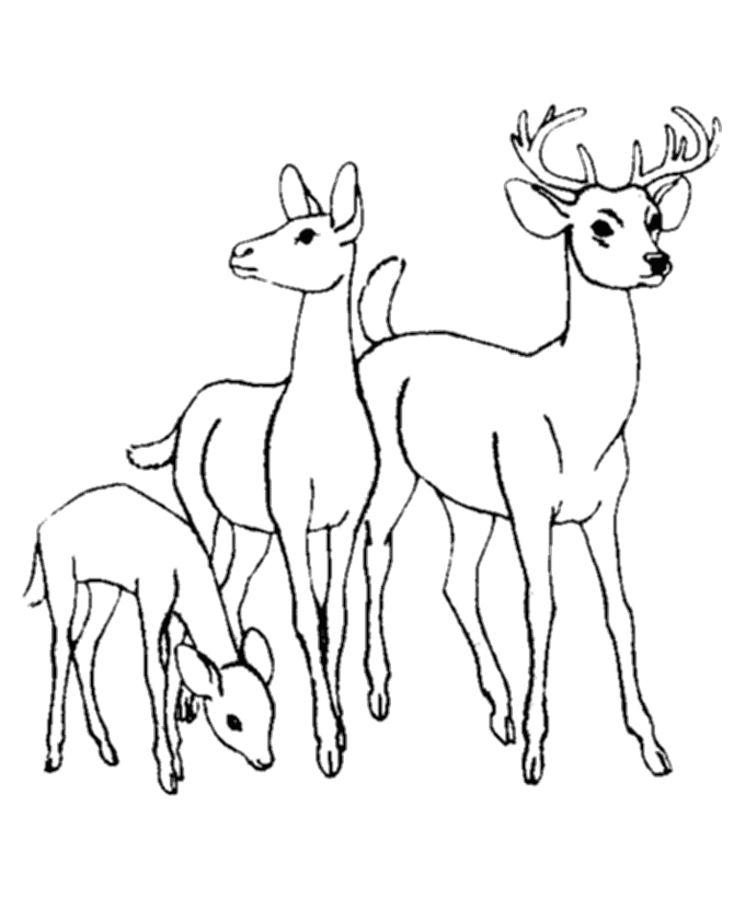 ぬりえページ: 鹿 (動物) #2563 - 無料の印刷可能なぬりえページ