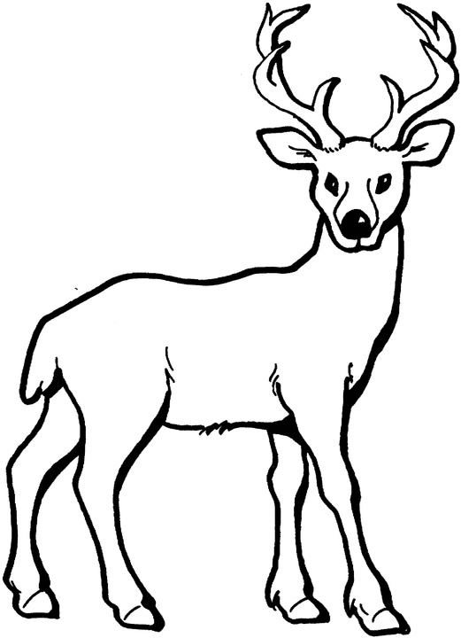 ぬりえページ: 鹿 (動物) #2570 - 無料の印刷可能なぬりえページ
