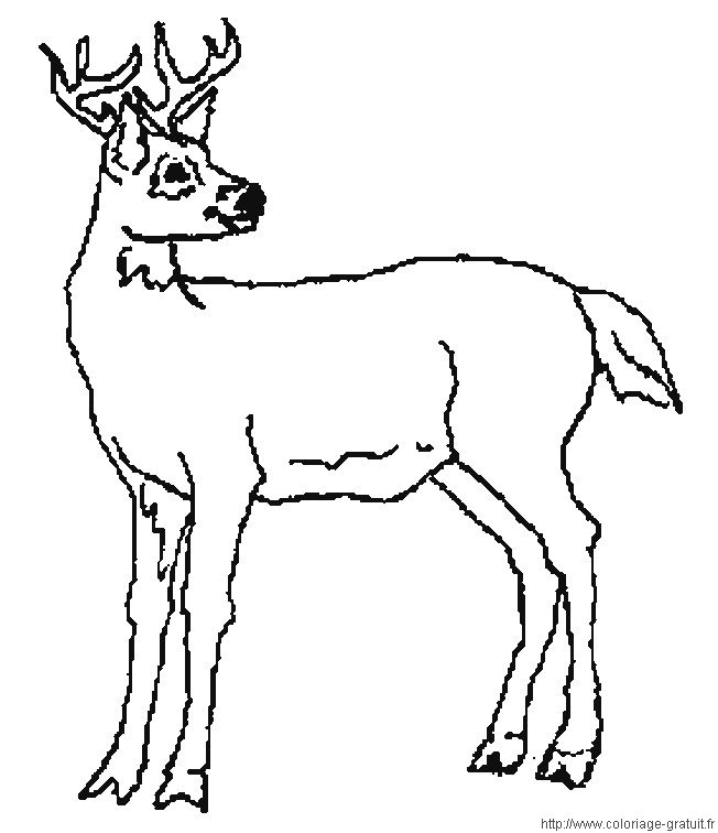 ぬりえページ: 鹿 (動物) #2573 - 無料の印刷可能なぬりえページ