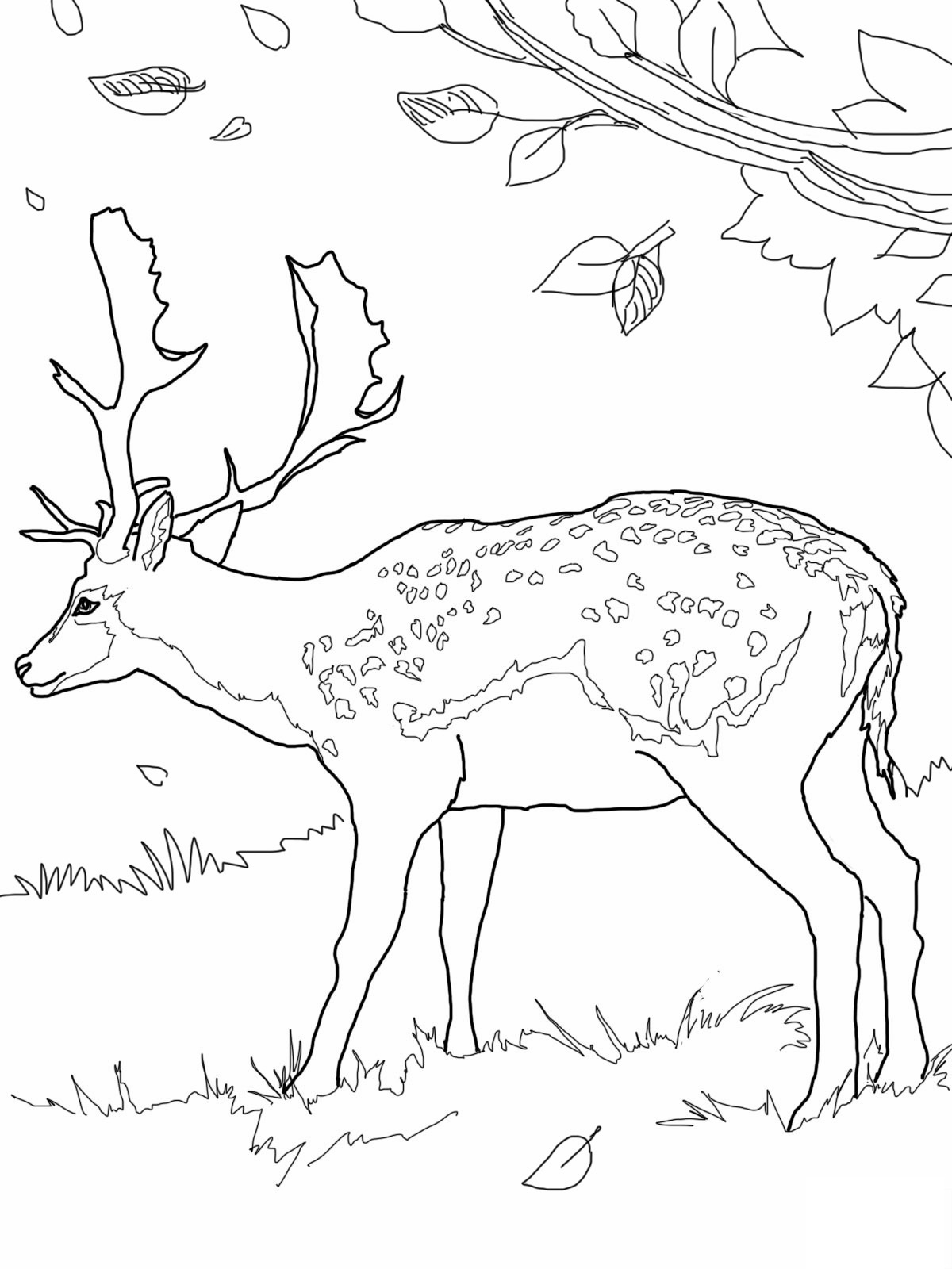ぬりえページ: 鹿 (動物) #2579 - 無料の印刷可能なぬりえページ
