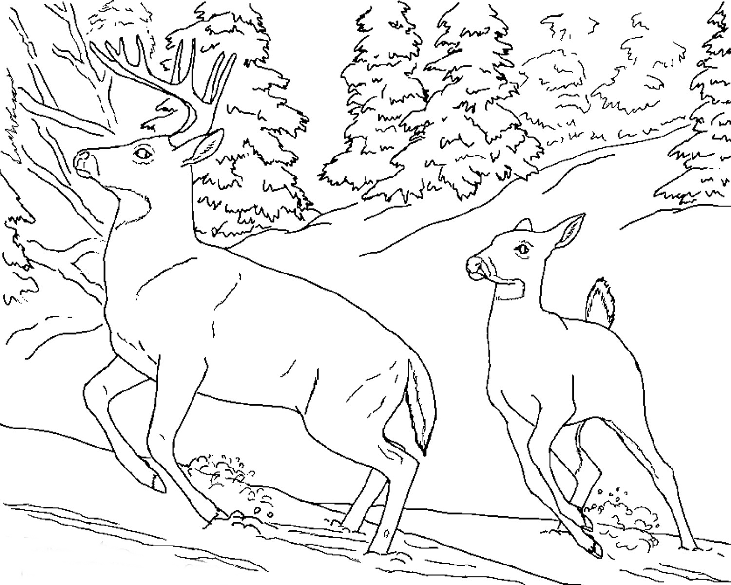 ぬりえページ: 鹿 (動物) #2593 - 無料の印刷可能なぬりえページ