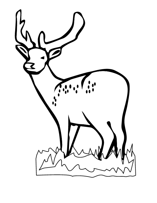 ぬりえページ: 鹿 (動物) #2595 - 無料の印刷可能なぬりえページ