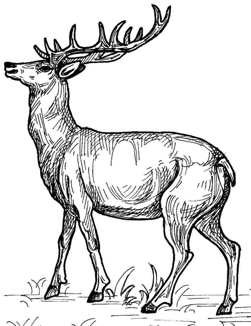 ぬりえページ: 鹿 (動物) #2599 - 無料の印刷可能なぬりえページ