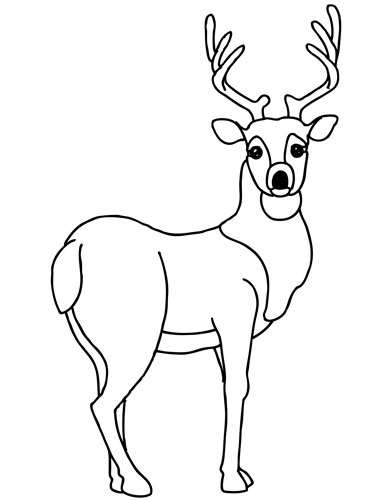 ぬりえページ: 鹿 (動物) #2603 - 無料の印刷可能なぬりえページ