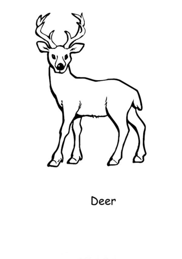 ぬりえページ: 鹿 (動物) #2618 - 無料の印刷可能なぬりえページ