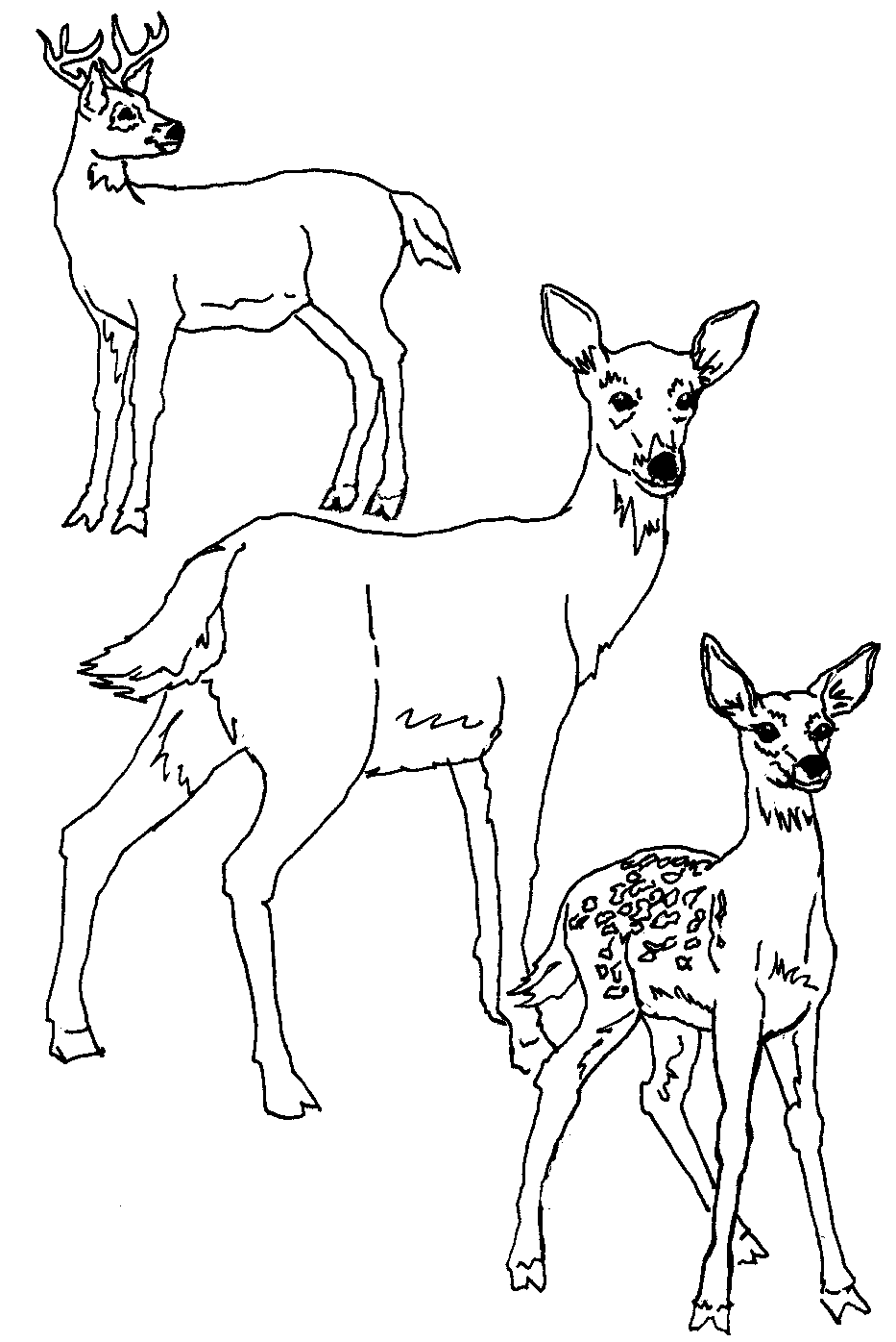 ぬりえページ: 鹿 (動物) #2619 - 無料の印刷可能なぬりえページ