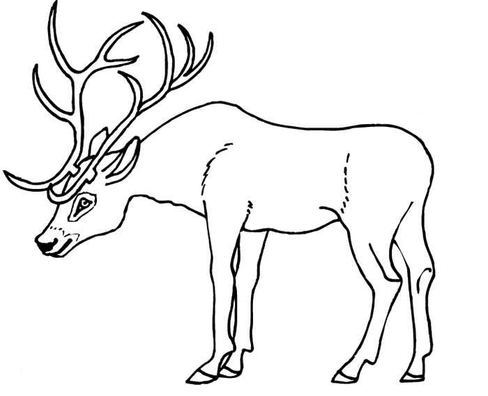 ぬりえページ: 鹿 (動物) #2626 - 無料の印刷可能なぬりえページ