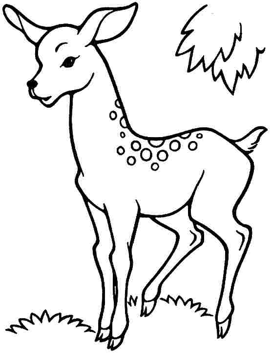 ぬりえページ: 鹿 (動物) #2627 - 無料の印刷可能なぬりえページ