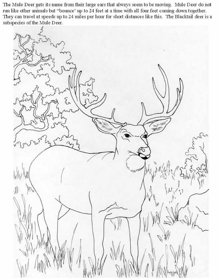 ぬりえページ: 鹿 (動物) #2630 - 無料の印刷可能なぬりえページ