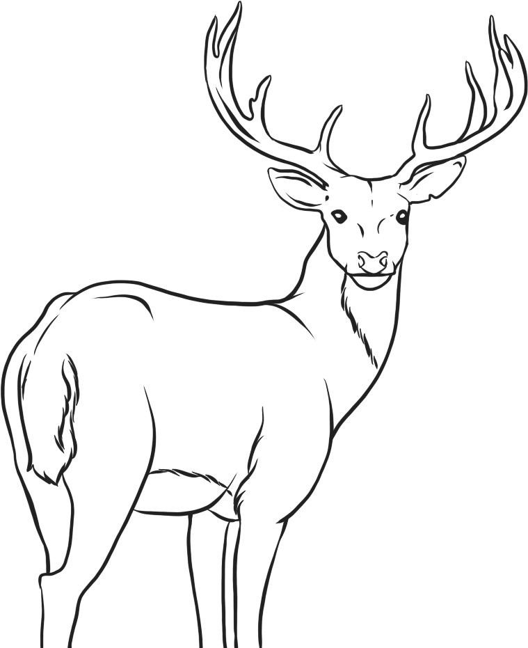 ぬりえページ: 鹿 (動物) #2631 - 無料の印刷可能なぬりえページ