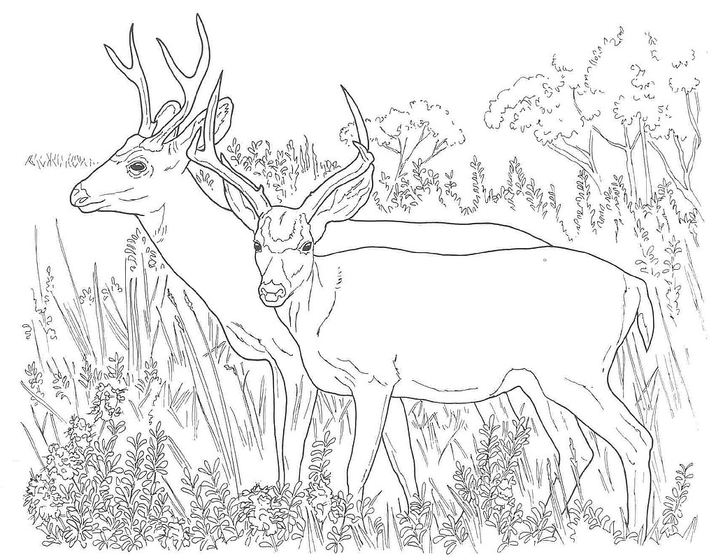 ぬりえページ: 鹿 (動物) #2632 - 無料の印刷可能なぬりえページ