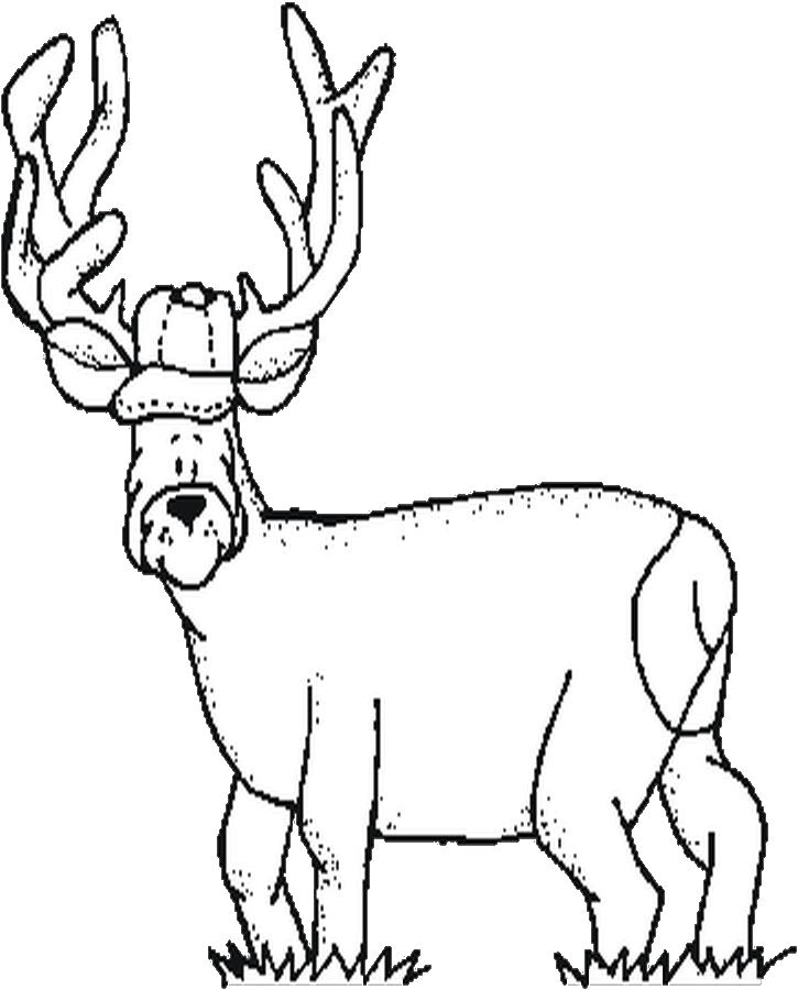 ぬりえページ: 鹿 (動物) #2634 - 無料の印刷可能なぬりえページ