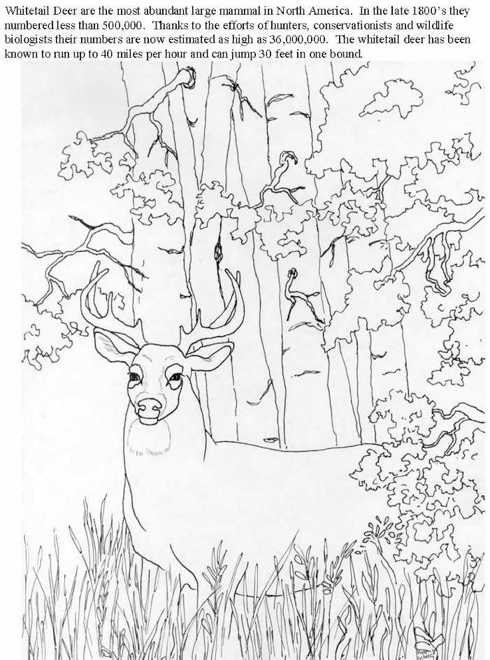 ぬりえページ: 鹿 (動物) #2635 - 無料の印刷可能なぬりえページ