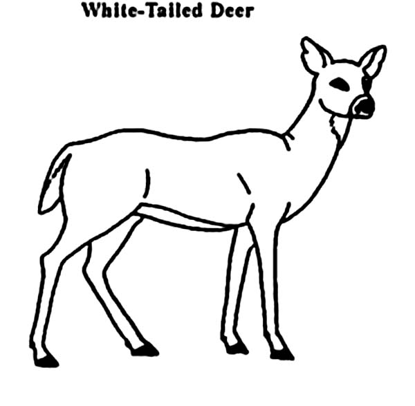 ぬりえページ: 鹿 (動物) #2639 - 無料の印刷可能なぬりえページ
