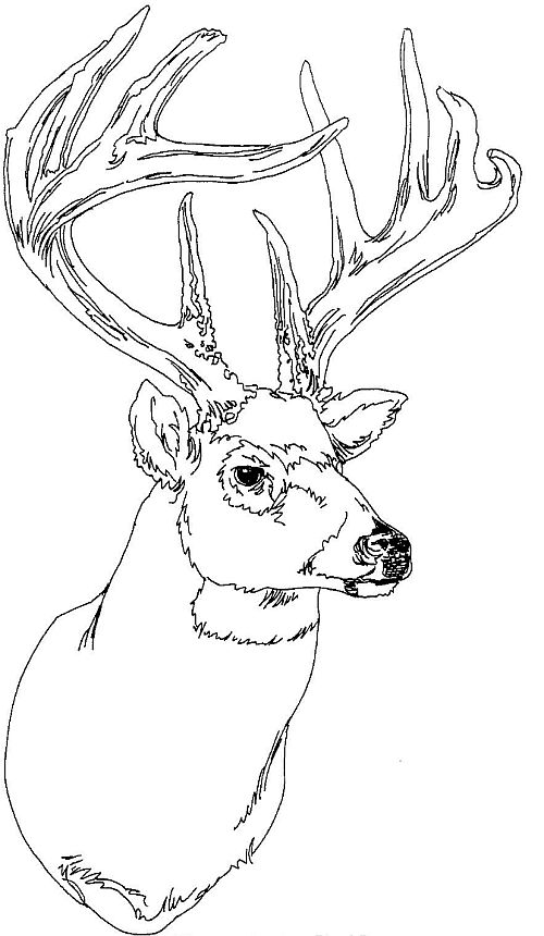 ぬりえページ: 鹿 (動物) #2662 - 無料の印刷可能なぬりえページ