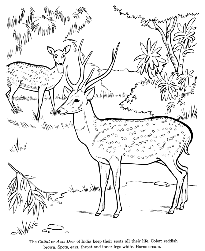 ぬりえページ: 鹿 (動物) #2663 - 無料の印刷可能なぬりえページ