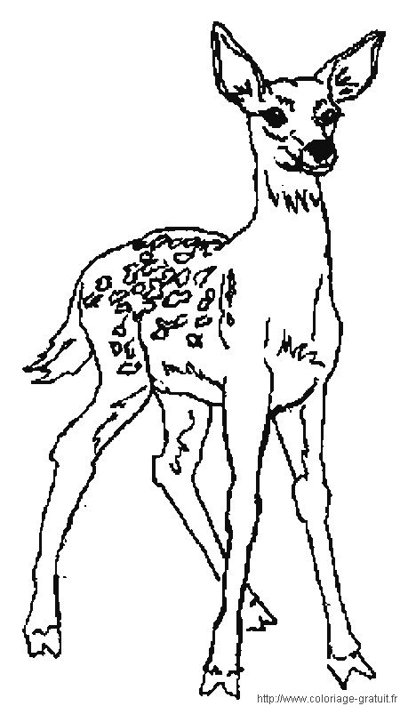 ぬりえページ: 鹿 (動物) #2683 - 無料の印刷可能なぬりえページ