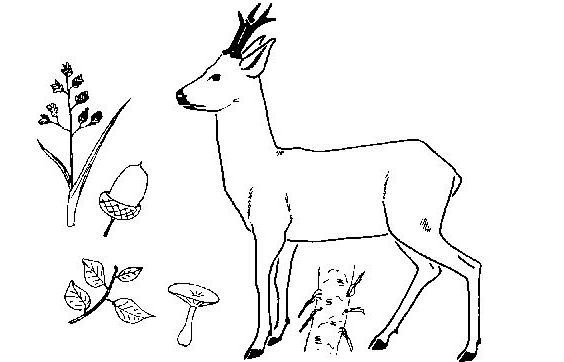 ぬりえページ: 鹿 (動物) #2706 - 無料の印刷可能なぬりえページ
