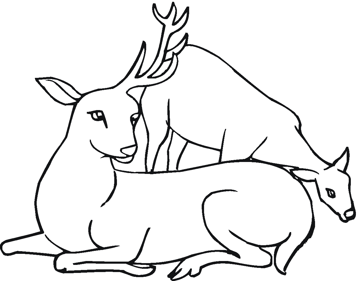 ぬりえページ: 鹿 (動物) #2721 - 無料の印刷可能なぬりえページ
