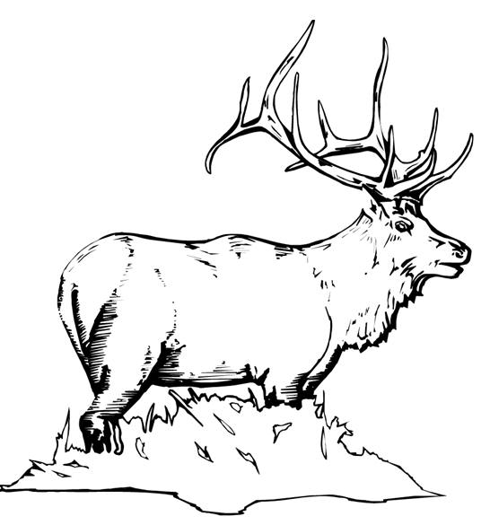 ぬりえページ: 鹿 (動物) #2722 - 無料の印刷可能なぬりえページ