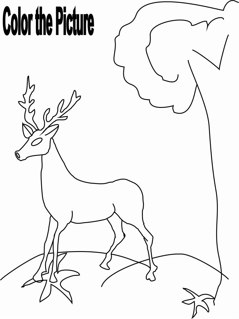 ぬりえページ: 鹿 (動物) #2725 - 無料の印刷可能なぬりえページ