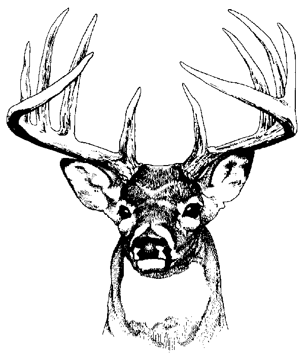 ぬりえページ: 鹿 (動物) #2746 - 無料の印刷可能なぬりえページ