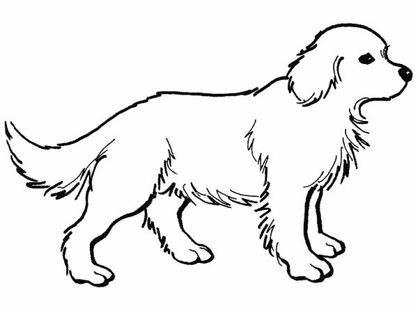 ぬりえページ: 犬 (動物) #3158 - 無料の印刷可能なぬりえページ
