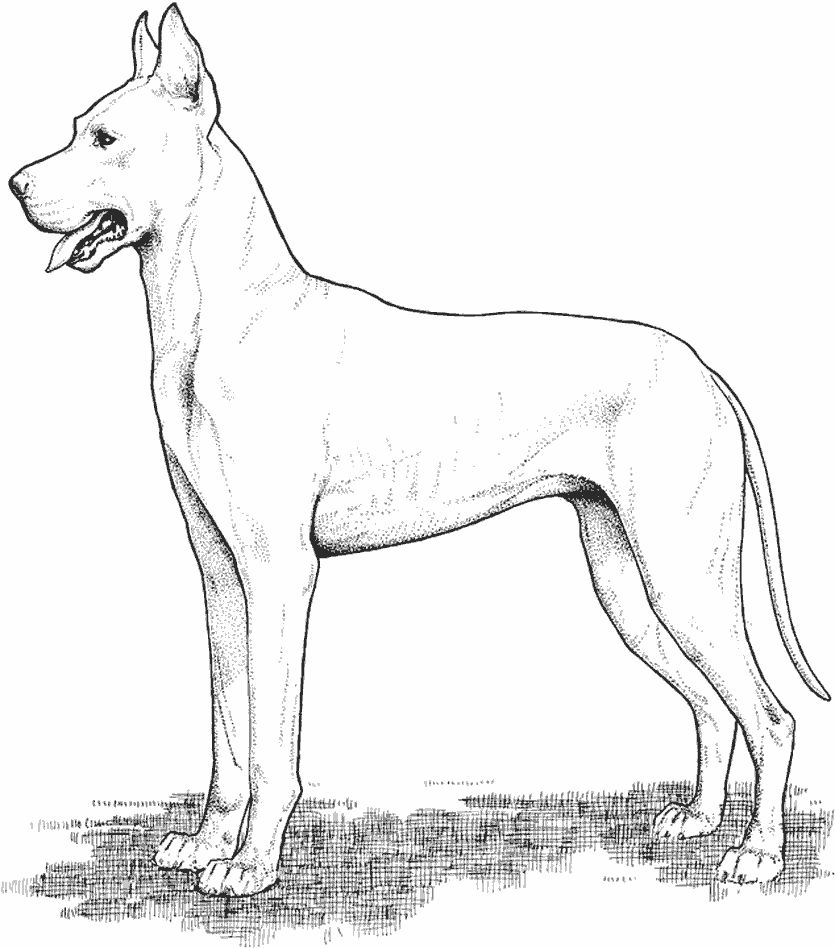 ぬりえページ: 犬 (動物) #3170 - 無料の印刷可能なぬりえページ