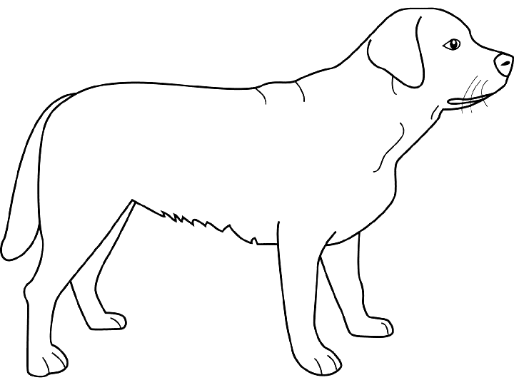 ぬりえページ: 犬 (動物) #43 - 無料の印刷可能なぬりえページ