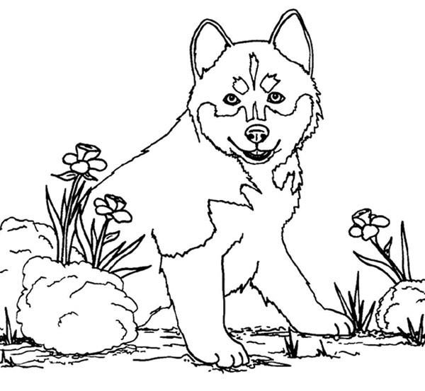 ぬりえページ: 犬 (動物) #61 - 無料の印刷可能なぬりえページ