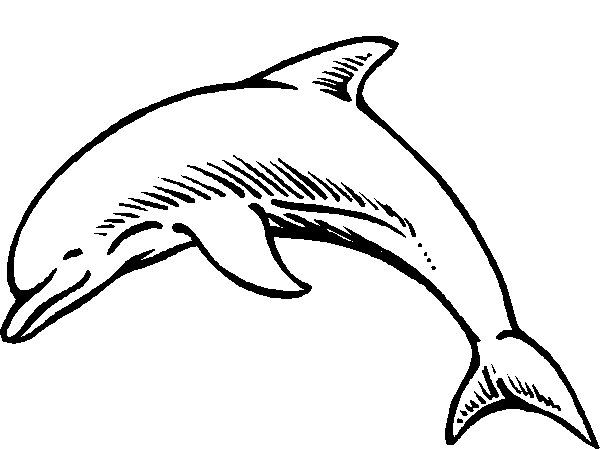 ぬりえページ: イルカ (動物) #5165 - 無料の印刷可能なぬりえページ