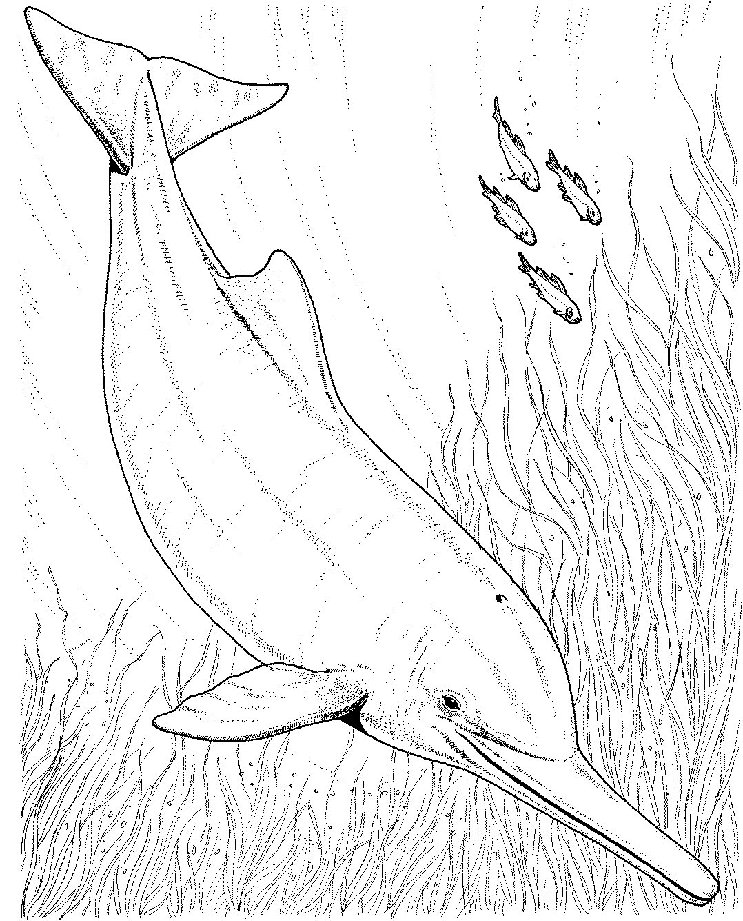 ぬりえページ: イルカ (動物) #5231 - 無料の印刷可能なぬりえページ