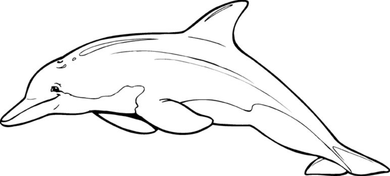 ぬりえページ: イルカ (動物) #5253 - 無料の印刷可能なぬりえページ