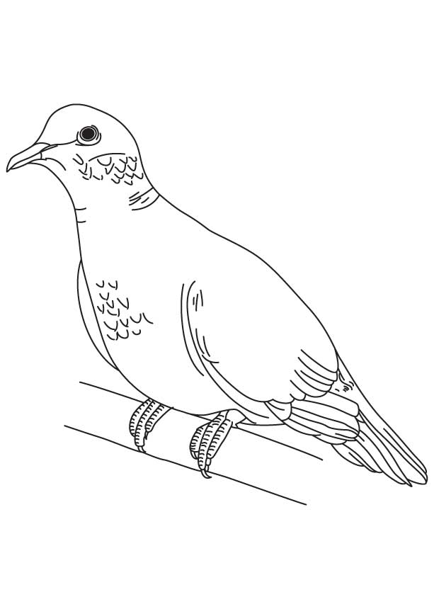 ぬりえページ: 鳩 (動物) #3903 - 無料の印刷可能なぬりえページ