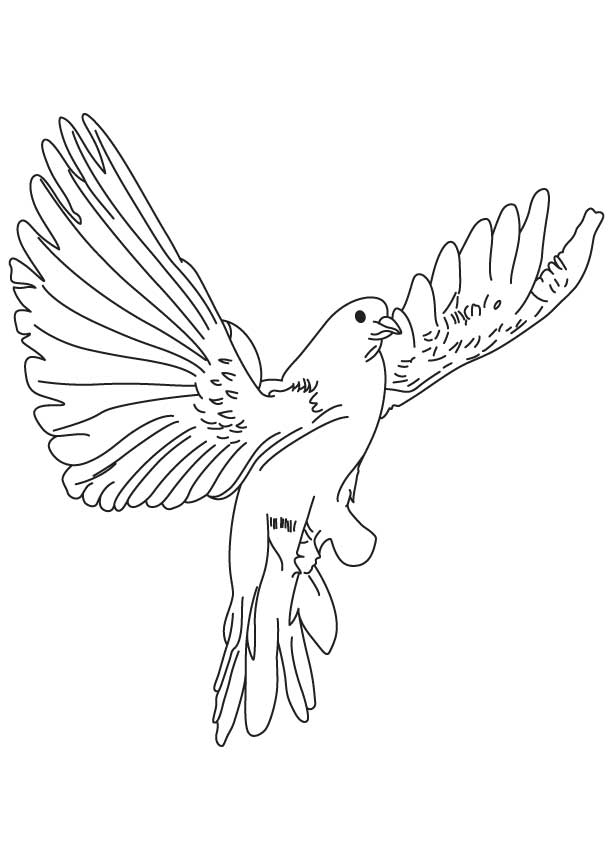 ぬりえページ: 鳩 (動物) #3923 - 無料の印刷可能なぬりえページ