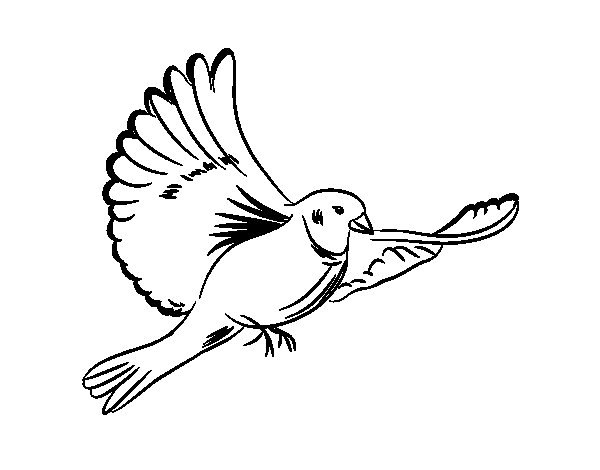 ぬりえページ: 鳩 (動物) #3971 - 無料の印刷可能なぬりえページ