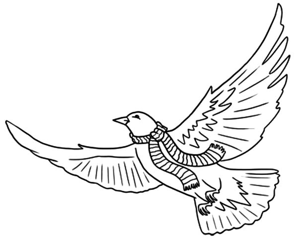ぬりえページ: 鳩 (動物) #4010 - 無料の印刷可能なぬりえページ