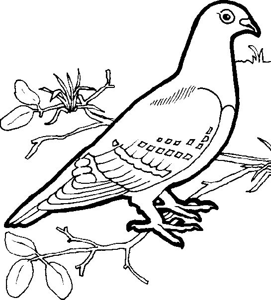 ぬりえページ: 鳩 (動物) #4020 - 無料の印刷可能なぬりえページ