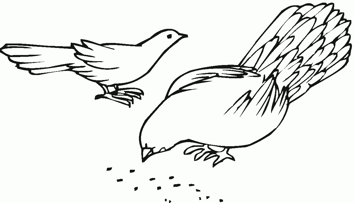 ぬりえページ: 鳩 (動物) #4050 - 無料の印刷可能なぬりえページ